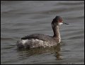 _6SB9403 eared grebe